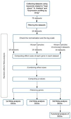 Meta-analysis of Arabidopsis thaliana microarray data in relation to heat stress response